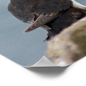 パフィン写真ポスター ポスター (角)