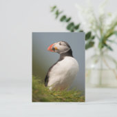 パフィン葉書 ポストカード (スタンド正面)