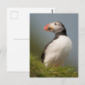 パフィン葉書 ポストカード (正面/裏面)