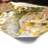 パフィン フォトプリント            (角)