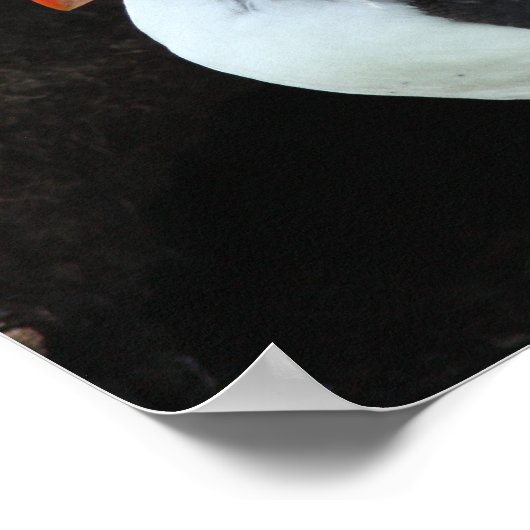 パフィン ポスター (角)