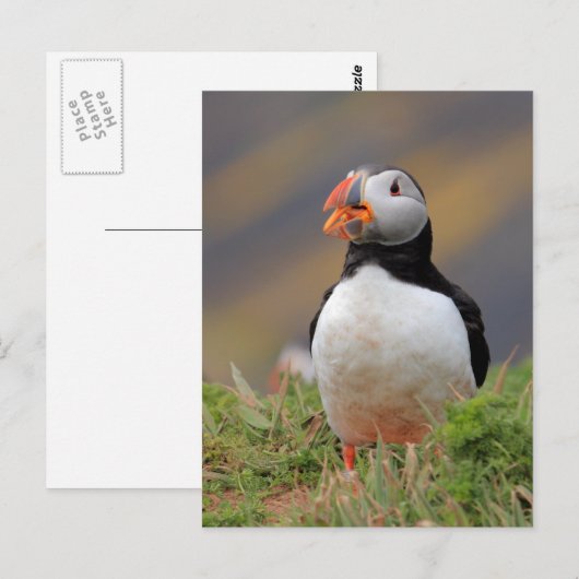 パフィン ポストカード (正面/裏面)