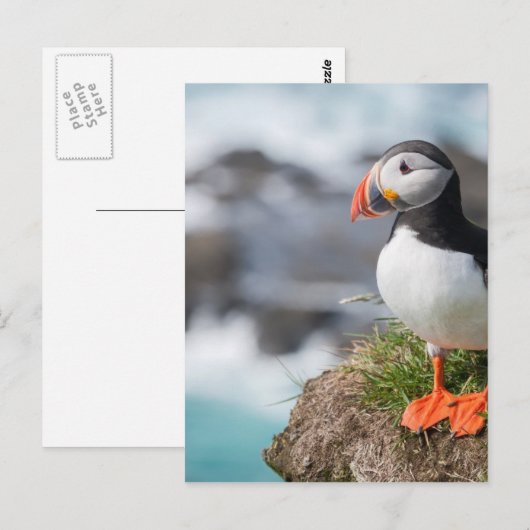 パフィン ポストカード (正面/裏面)