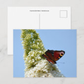 パフチョウチョウのバタフライボタン ポストカード (正面/裏面)