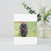 パブロ・ザ・ポメラニア犬 ポストカード (スタンド正面)