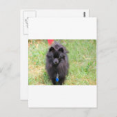 パブロ・ザ・ポメラニア犬 ポストカード (正面/裏面)