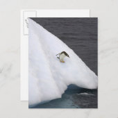 パプアのGentoo penguin Pygoscelis)立ち ポストカード (正面/裏面)