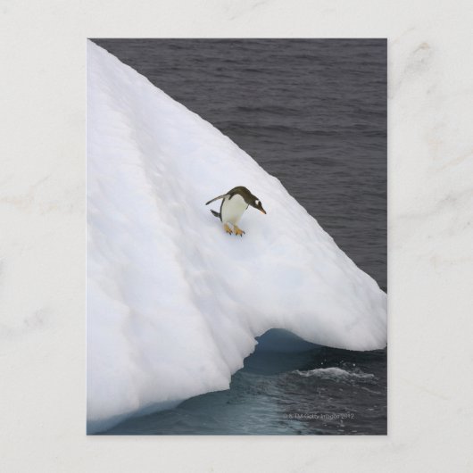 パプアのGentoo penguin Pygoscelis)立ち ポストカード (正面)
