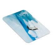 パプアニアのgentoo penguin、Pygoscelis、飛び降りる マグネット (右側)