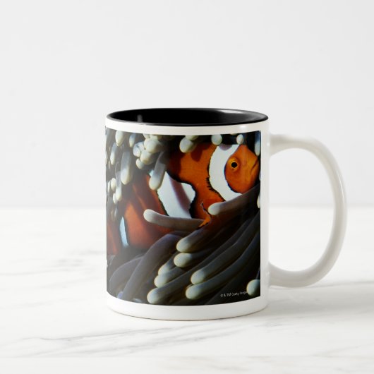 パプアニューギニアの2偽のピエロのanemonefish ツートーンマグカップ (右)