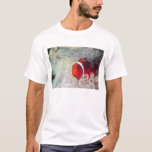 パプアニューギニア グレートバリアリーフ, Tシャツ