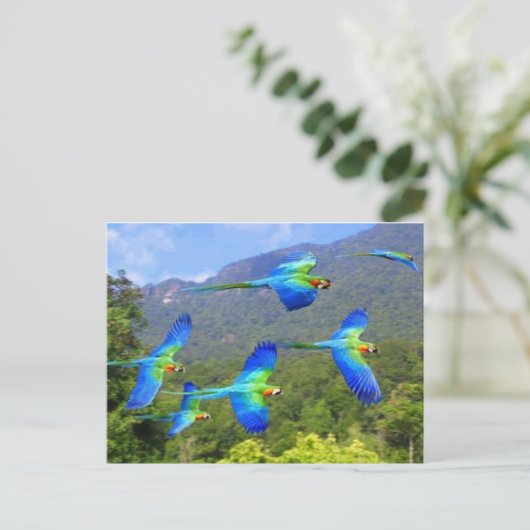 パペガヤ ポストカード (スタンド正面)