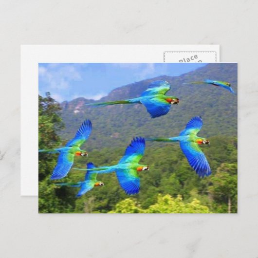 パペガヤ ポストカード (正面/裏面)