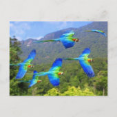 パペガヤ ポストカード (正面)