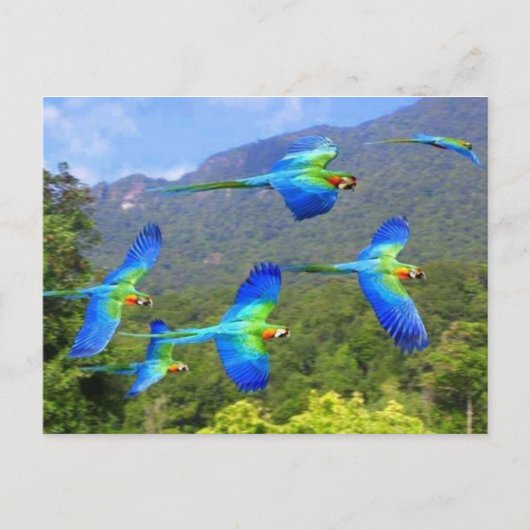 パペガヤ ポストカード (正面)