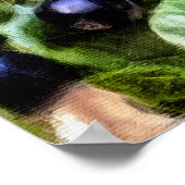 パメラストルチブルーベリーブッシュセレナーデ ポスター (角)