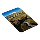 パヤチャタス火山 マグネット (右側)