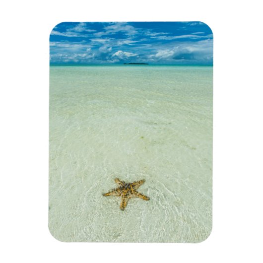 パラオの浅瀬にいるヒトデ マグネット (縦)