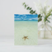 パラオ浅い海の星 ポストカード (スタンド正面)