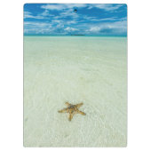 パラオ、浅海の海星 クリップボード (裏面)