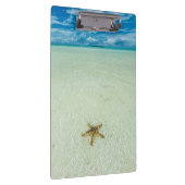 パラオ、浅海の海星 クリップボード (右)