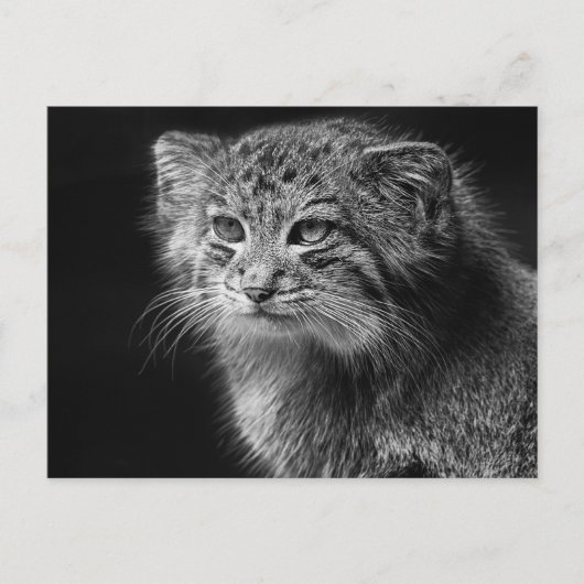 パラスの猫ポートレート ポストカード (正面)