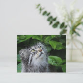 パラスの猫 ポストカード (スタンド正面)