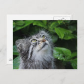 パラスの猫 ポストカード (正面/裏面)