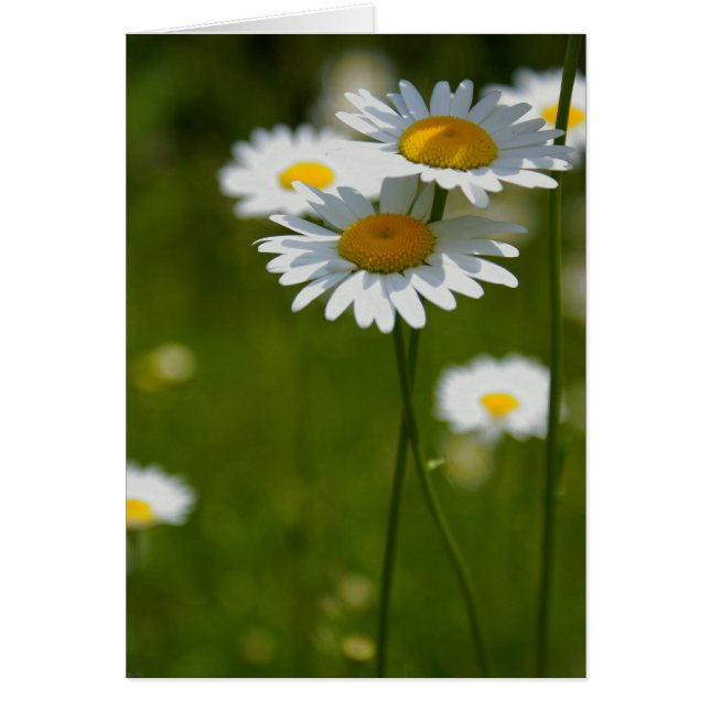 パラソル (正面)