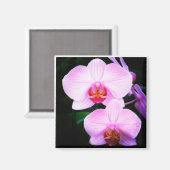 パラダイスのピンクの蘭 マグネット (正面/裏面)