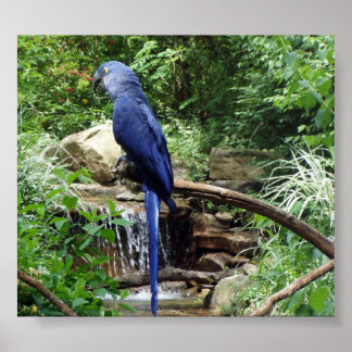 パラダイスのブルーバード ポスター