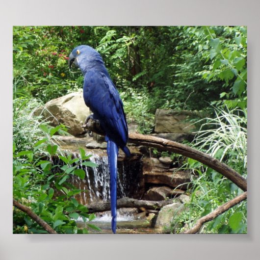 パラダイスのブルーバード ポスター (正面)