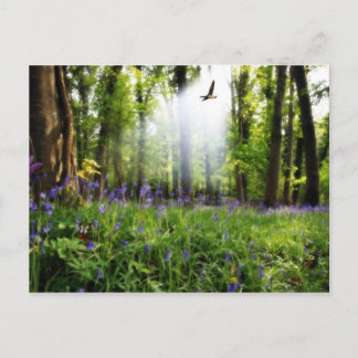 パラダイスの葉書 ポストカード