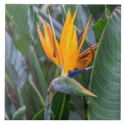 パラダイスの鳥の花の陶芸瓦 タイル (正面)