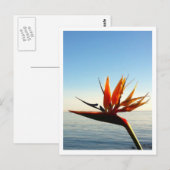 パラダイスの鳥はがき ポストカード (正面/裏面)