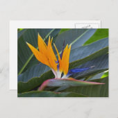 パラダイスの鳥はがき ポストカード (正面/裏面)