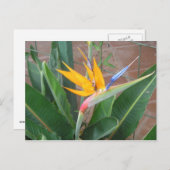 パラダイスの鳥はがき ポストカード (正面/裏面)