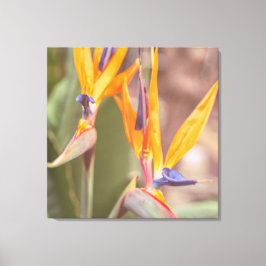 パラダイスの鳥 キャンバスプリント
