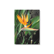 パラダイスの鳥