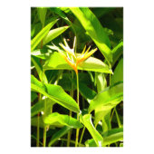 パラダイスの鳥 フォトプリント            (正面)