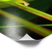 パラダイスの鳥 フォトプリント            (角)