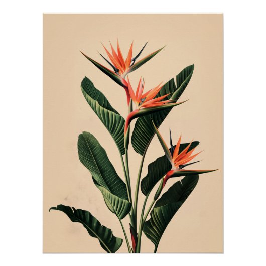 パラダイスの鳥 ポスター (正面)