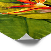 パラダイスの鳥 ポスター (角)