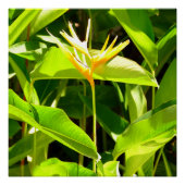 パラダイスの鳥 ポスター (正面)