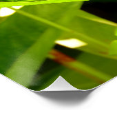 パラダイスの鳥 ポスター (コーナー)