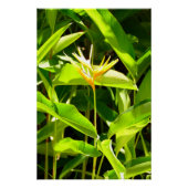 パラダイスの鳥 ポスター (正面)