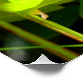 パラダイスの鳥 ポスター (コーナー)