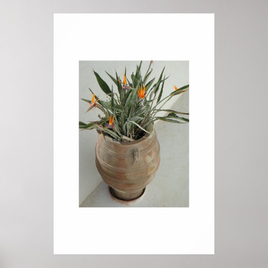 パラダイスの鳥 ポスター (正面)