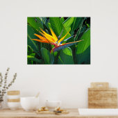 パラダイスの鳥 ポスター (キッチン)