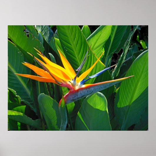 パラダイスの鳥 ポスター (正面)